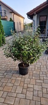 Elaeagnus x ebingei - 1