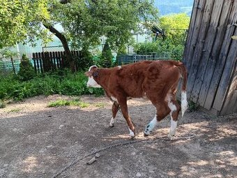 Predám jalovicku
