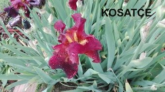 Vínovo-červené holandské kosatce / Iris