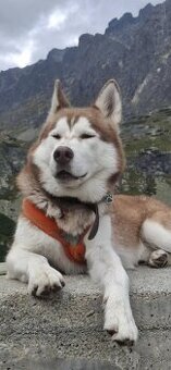 Sibírsky husky na krytie