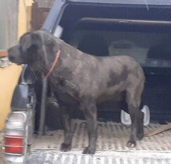 Cane corso