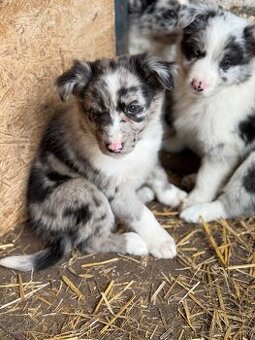 Fenka Border kolia blue merle