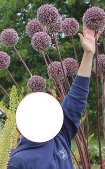 Okrasný cesnak summer drummer 180 cm