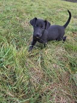 Darujeme šteniatka - 1