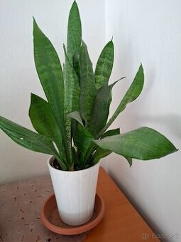 ++× Rezervované +++ rastlina - svokrin jazyk