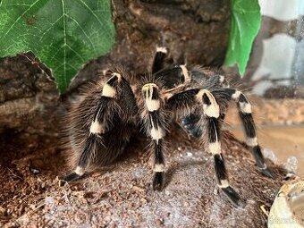 Terária + Acanthoscurria geniculata