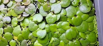 Limnobium Laevigatum - vodná rastlina DARUJEM