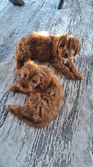 Cavapoo