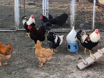 Zdrobnelá wyandotka