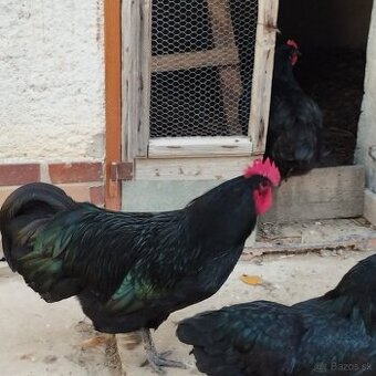 Australorpka nasadove vajíčka