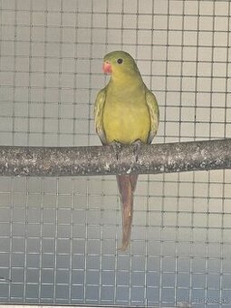 Horsky pastel