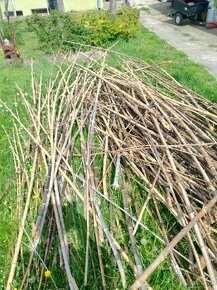 Predam bambus