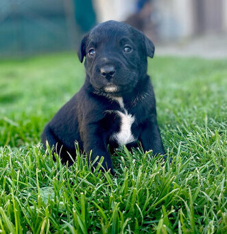 Labrador steniatka