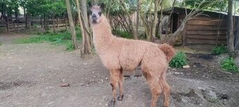 LAMA KROTKÁ