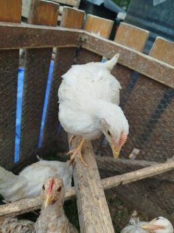 Leghorn