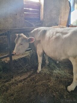 Jalovica charolais