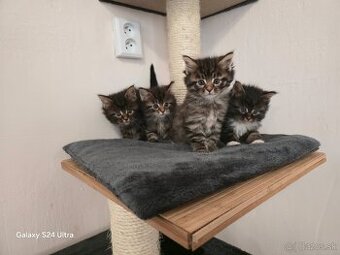 Maine Coon