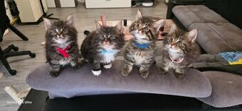 Maine Coon