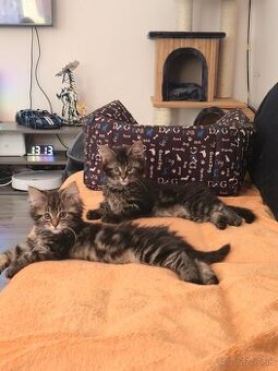 Maine Coon