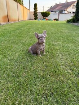 Francuzsky buldoček isabella a blue tan merle fenky