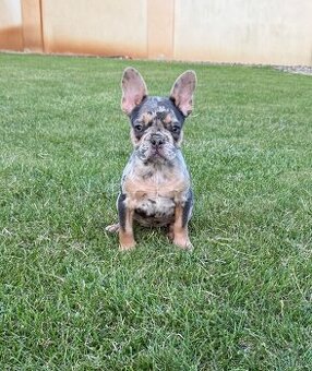Francuzsky buldoček isabella a blue tan merle fenky