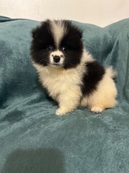 Trpaslíci špic pomeranian, pomeranian