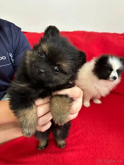 Trpaslíci špic pomeranian, pomeranian