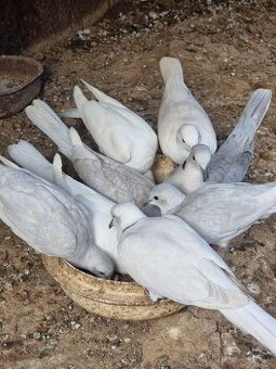 HRDLIČKY CHICHOTAVÉ