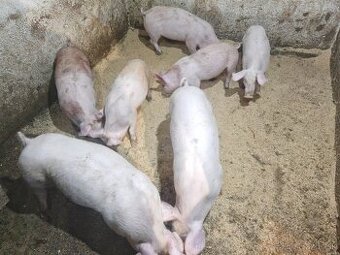 Predám odstavčatá