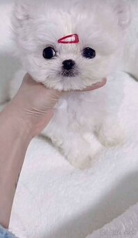 Mini Maltezak