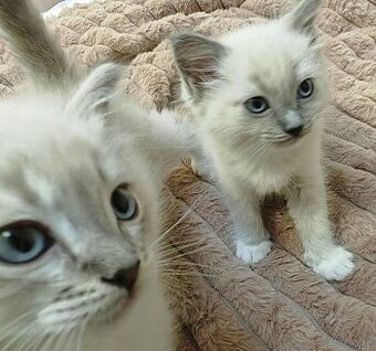 Mačiatka Ragdoll