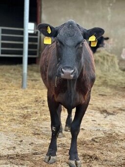 Predam vyradene kravy plemena Aberdeen Angus