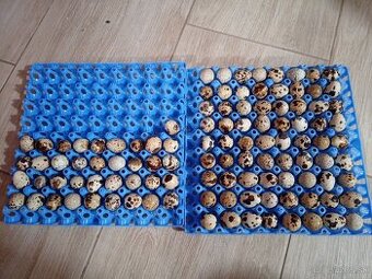 Prepeličie vajíčka, prepeličie mäso, kohúty faraon jumbo