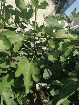 Figa, figy, figovnik