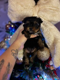 Yorkshirsky terier - 1