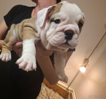 Anglicky buldog