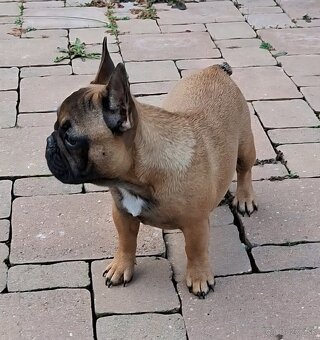 Francouzsky buldoček s PP - sučky