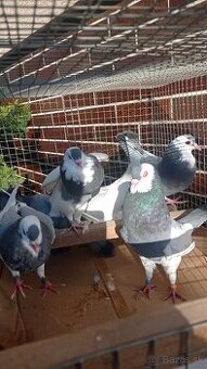 Český Stavák sedlatý, Kalifornské biele