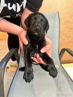 🐶 Šteniatka – krížence, len do dobrých rúk