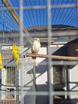 Predam kakariky.modre.a.kremino