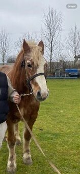 🐴 Predám výbornú kobylu – Muránsky norik 🐴