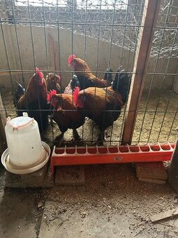 Kohúty marans medenokrky