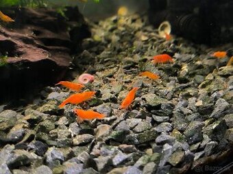 Orange Sakura Krevety