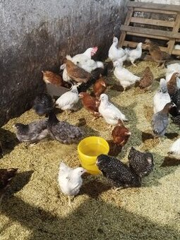 Predám mladé nosnice