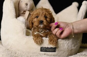 Cavapoo F1 RED Fenka pripravená na odber