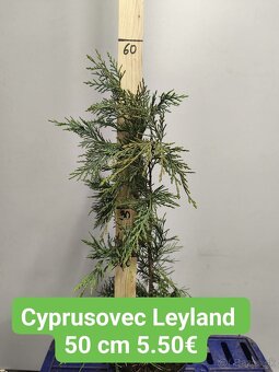 Vavrínovec NOVITA, OTTO LUYKEN