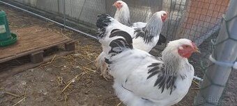 Kohuti brahman columbia ..arakauna levander