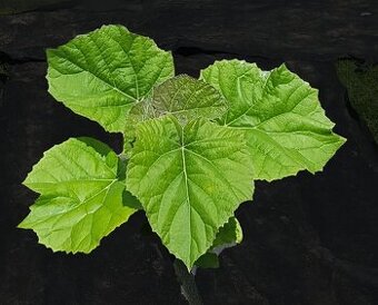 Sadenice (stromy) – Paulownia plstnatá (Paulovnia)