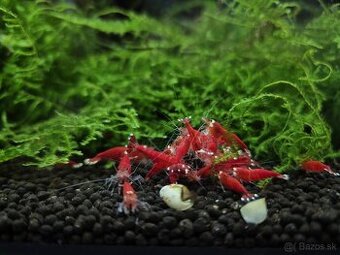 Krevetky caridina