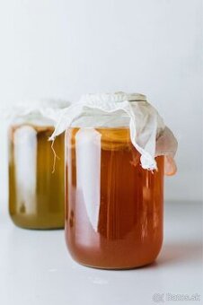 ✅ Predám kombuchu – živú scoby kultúru.